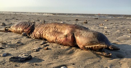 Une étrange créature "sans yeux" s'échoue sur une plage du Texas