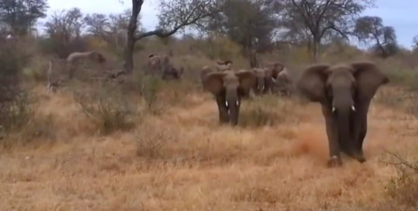 Touristen filmen Elefanten bei Safari, da stürmt einer los!