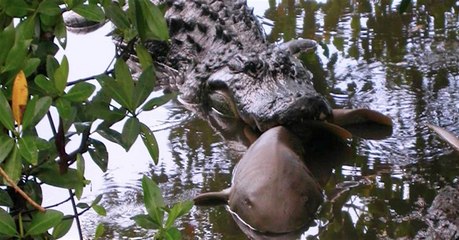 Des alligators observés en train de se nourrir de requins aux Etats-Unis