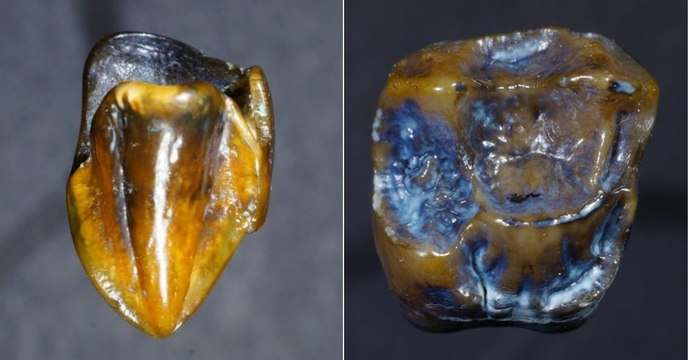 Ces dents vieilles de 9,7 millions d'années pourraient-elle réécrire l'histoire de l'humanité ?