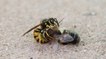 L'effrayante issue d'un duel entre une guêpe et une abeille
