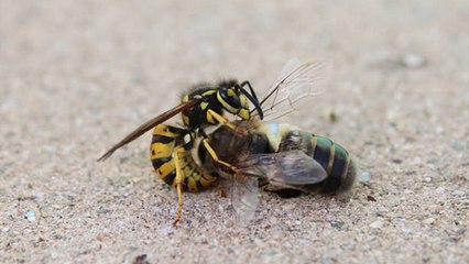 L'effrayante issue d'un duel entre une guêpe et une abeille