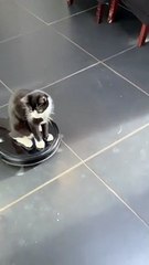 Midhurst cat enjoys ride on Robo-vac