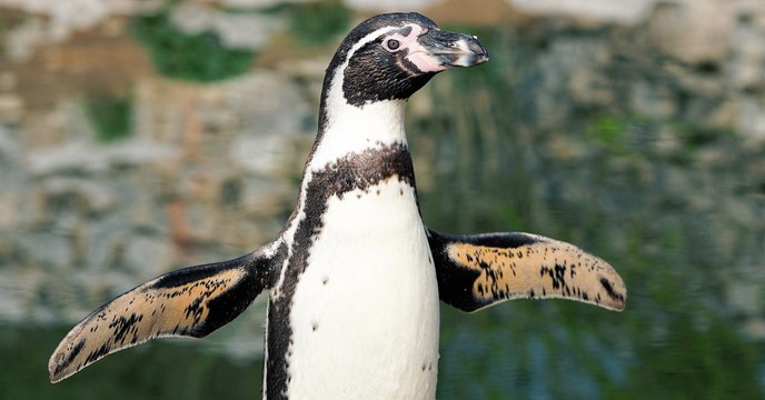 Le Chili rejette un projet minier pour protéger ses manchots de Humboldt