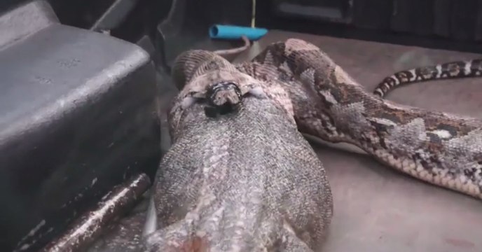 Quand un python géant régurgite un énorme varan en Thaïlande