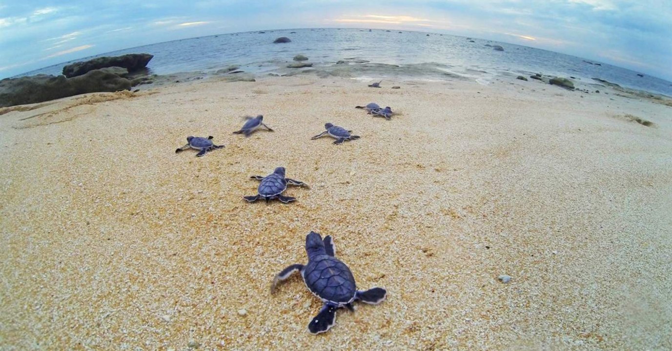 Sur cette île, plus de 99% des tortues vertes deviennent des femelles, faute au réchauffement climatique