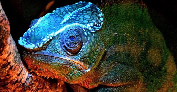 Des chercheurs révèlent les os fluorescents cachés sous la peau des caméléons