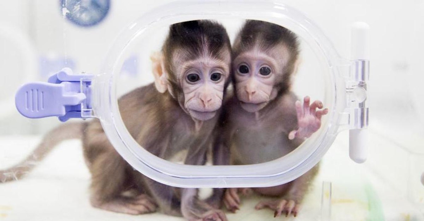 Zhong Zhong et Hua Hua, les deux premiers singes clonés avec une méthode inédite chez les primates