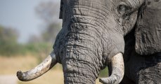 Elephants : le commerce de l'ivoire est désormais interdit en Chine