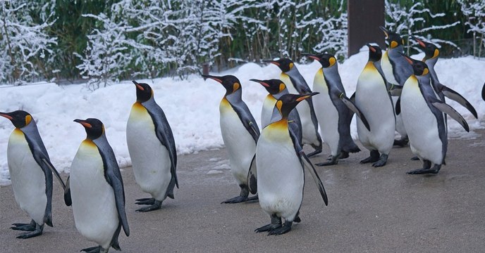 Le zoo de Calgary transfère ses manchots à l'intérieur pour les protéger du froid canadien