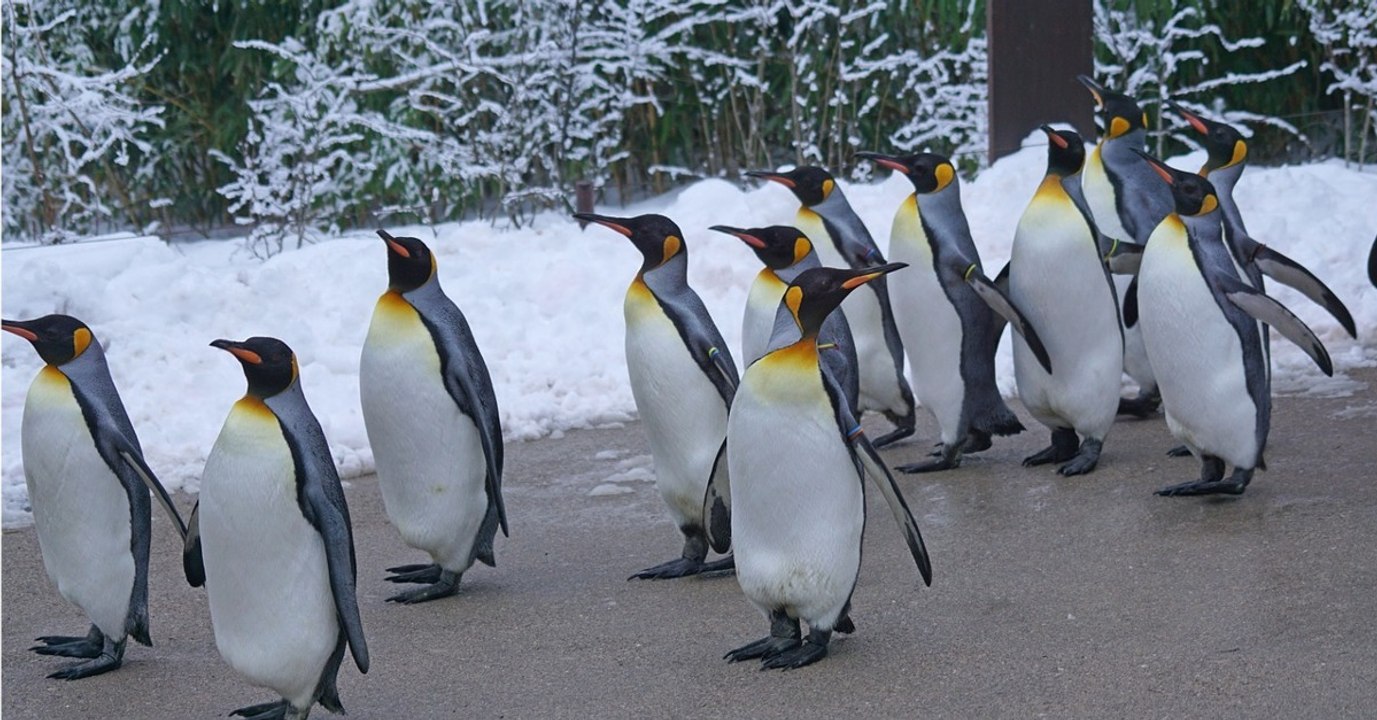 Le zoo de Calgary transfère ses manchots à l'in...