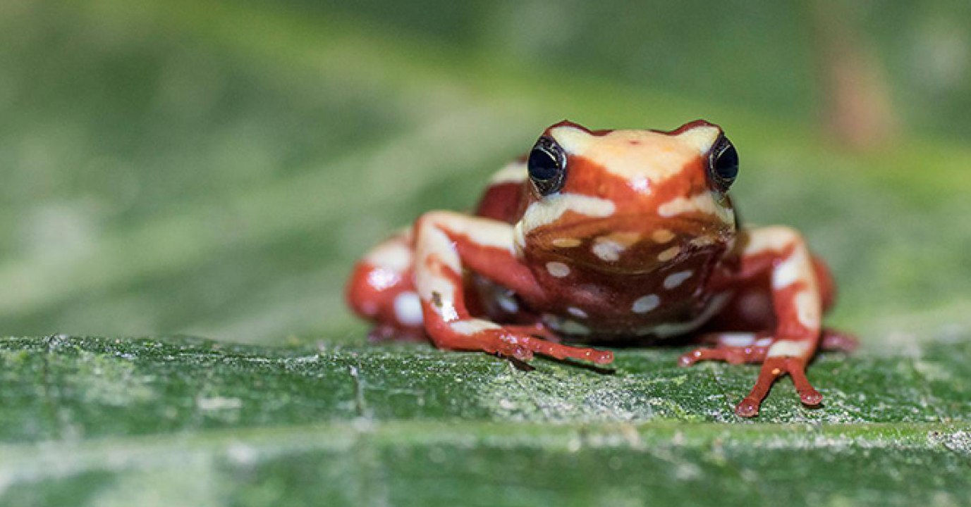 Comment les grenouilles toxiques résistent-elles à leur propre poison ? Mystère résolu