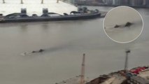 Eine mysteriöse Erscheinung wurde in der Themse im Zentrum von London gefilmt