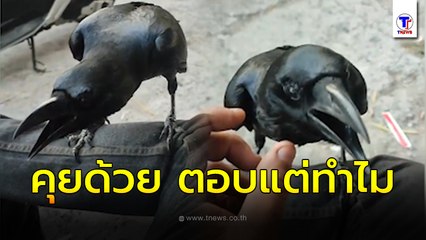 เจ้าสมชาย อีกาสุดแสนรู้ เจอหน้ากัน คุยกัน ตอบแต่ ทำไม! แล้วเสียงชัดด้วยนะ