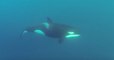 Des plongeurs tombent nez à nez avec des orques au large du Cap Ferret
