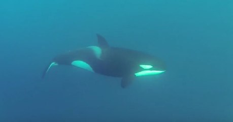 Des plongeurs tombent nez à nez avec des orques au large du Cap Ferret