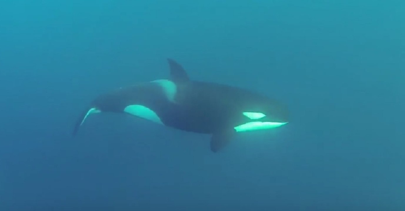 Des plongeurs tombent nez à nez avec des orques au large du Cap Ferret