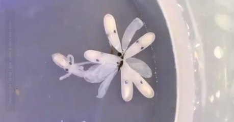 La fantastique vidéo de la naissance d'une petite pieuvre fascine les internautes