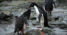 Des milliers de poussins de manchots Adélie sont morts de faim en Antarctique