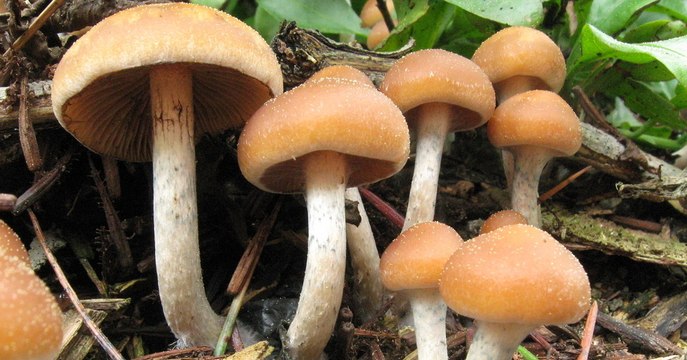 Les champignons hallucinogènes pourraient aider à lutter contre la dépression