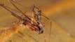 L'araignée-pélican, une étonnante araignée aux moeurs cannibales identifiée à Madagascar