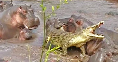 Quand un crocodile a la mauvaise idée de se glisser au milieu d'une horde d'hippopotames