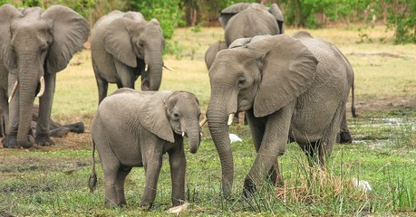 Elephants : il n'existe pas une mais deux espèces en Afrique selon une nouvelle étude