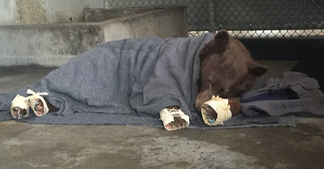 Des ours brûlés pendant l'incendie en Californie sauvés grâce à des pansements innovants