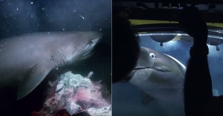 Quand des requins s'attaquent au sous-marin d'une équipe de la BBC