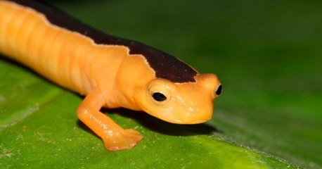 Une salamandre dorée supposée disparue depuis 1975 refait surface au Guatemala
