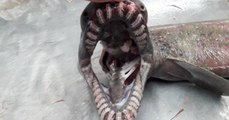 Un requin-lézard rarissime découvert dans les profondeurs au large du Portugal