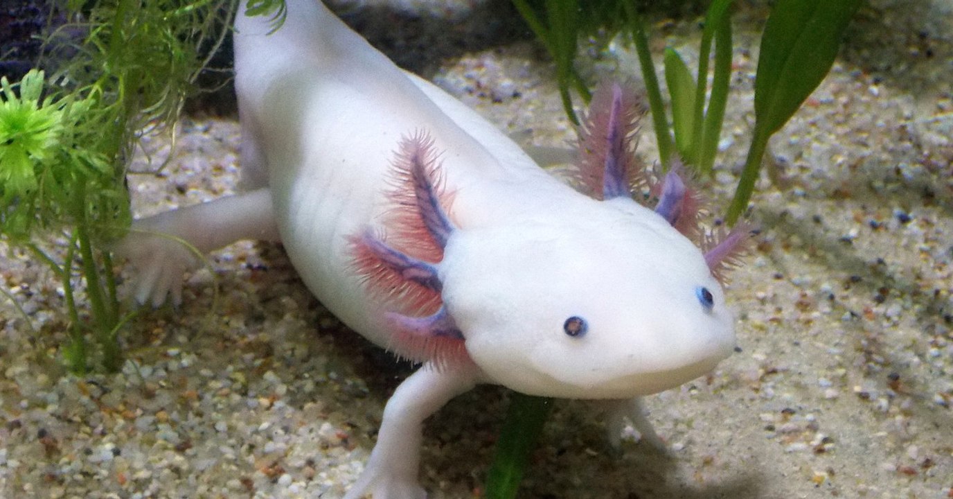 L’axolotl, cet étonnant animal capable de se régénérer, révèle ses secrets