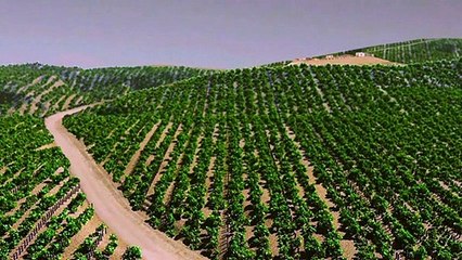 Umut Üzümleri Dublajlı Klip