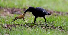 Les corbeaux de Torres ont trouvé la tactique pour tuer les crapauds buffles sans s'empoisonner