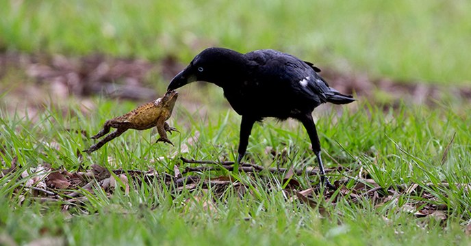 Les corbeaux de Torres ont trouvé la tactique pour tuer les crapauds buffles sans s'empoisonner