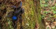 Un scientifique rencontre une incroyable mygale bleue au Guyana