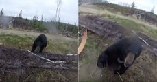 Quand un ours noir attaque un chasseur à l'arc au Canada