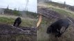 Quand un ours noir attaque un chasseur à l'arc au Canada