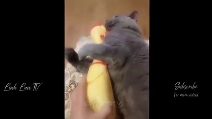 أفضل مقاطع مضحكة جدًا تضحكك حتى البكاء 😂