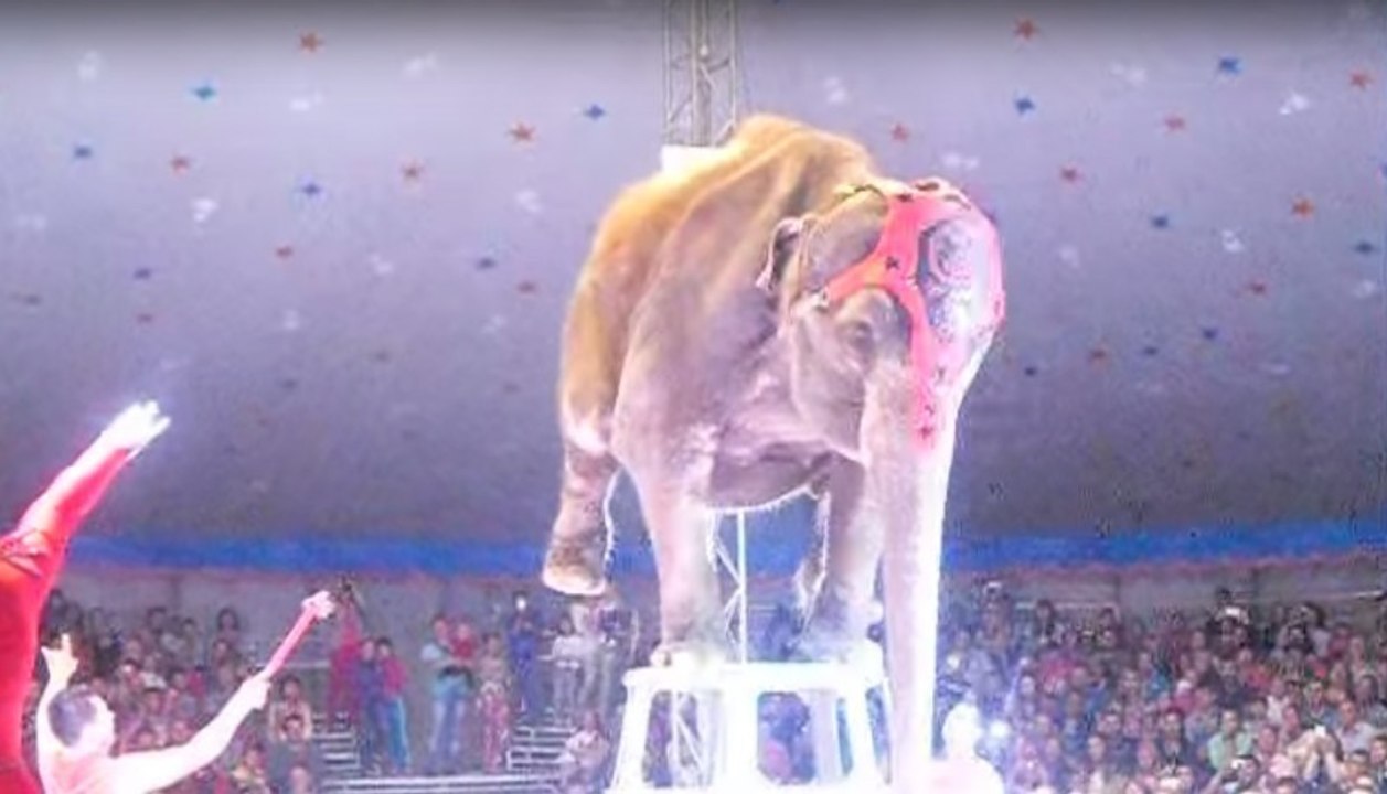 Mitten in der Zirkusshow verunglückt ein Elefant!