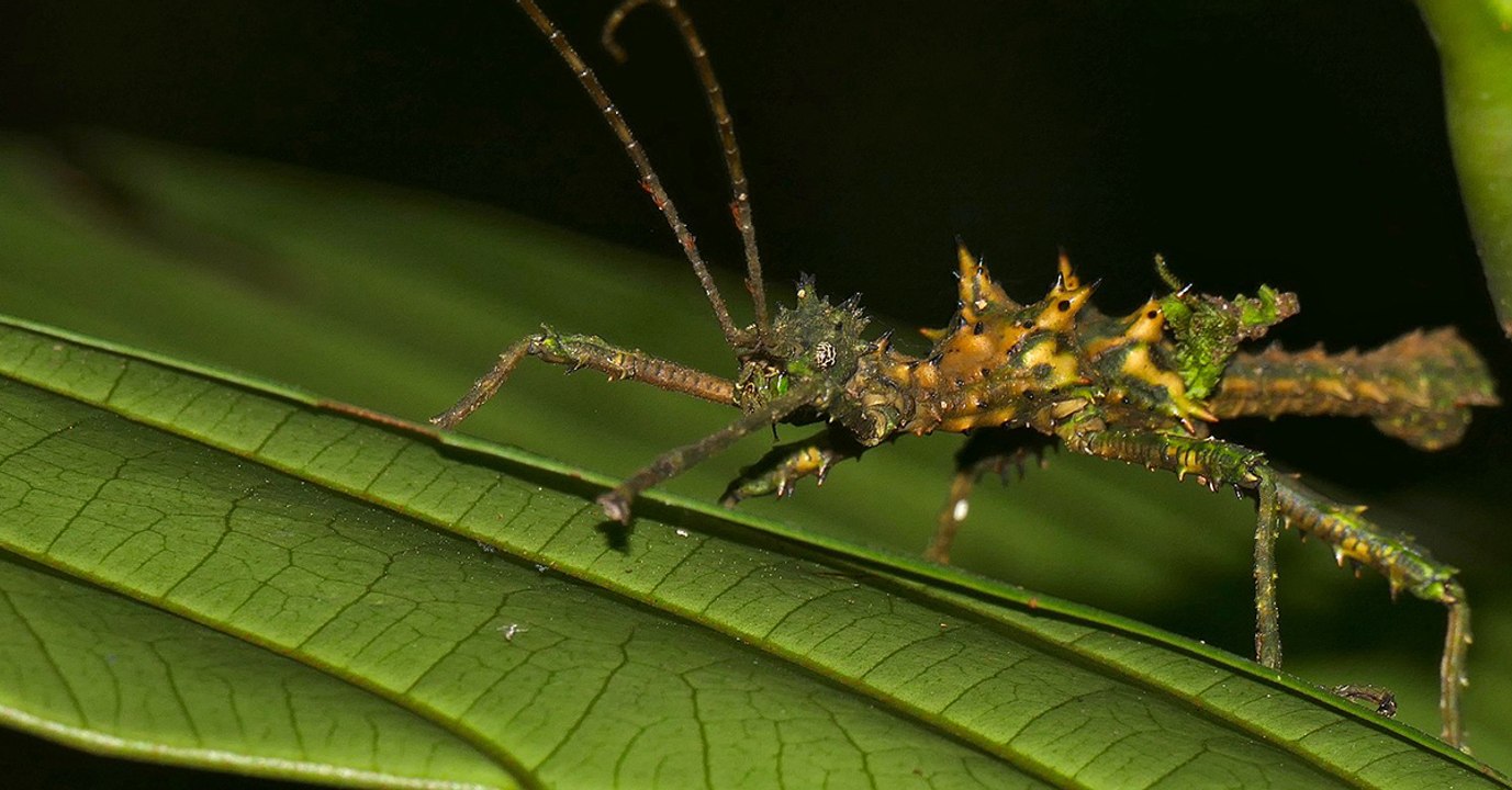 Les phasmes ont trouvé une technique fascinante pour "survivre" à leurs prédateurs