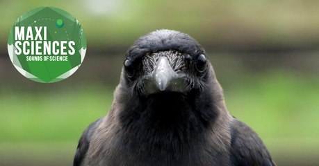 Corneille, sarcophage et fruits de mer, les 8 actus sciences que vous devez connaître ce 22 juillet