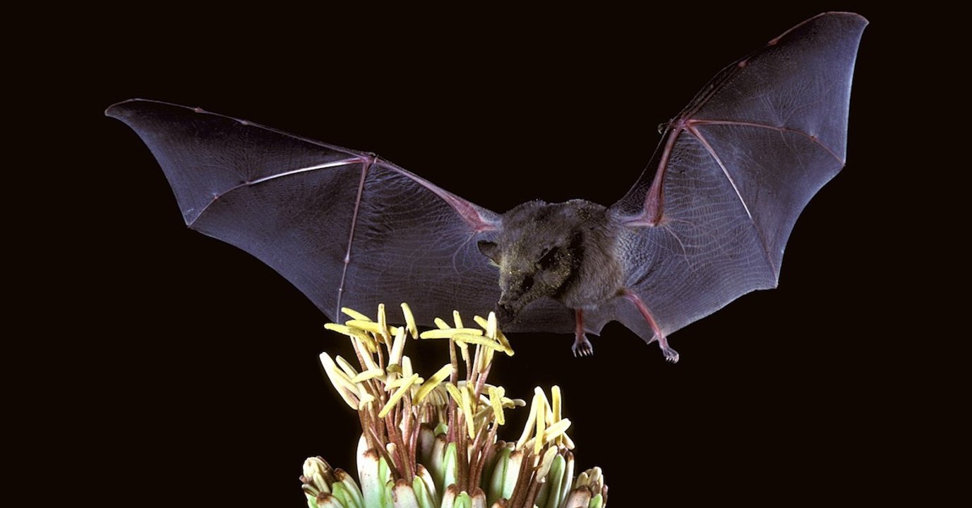 Le système immunitaire des chauves-souris leur permettrait de cohabiter avec le virus Ebola