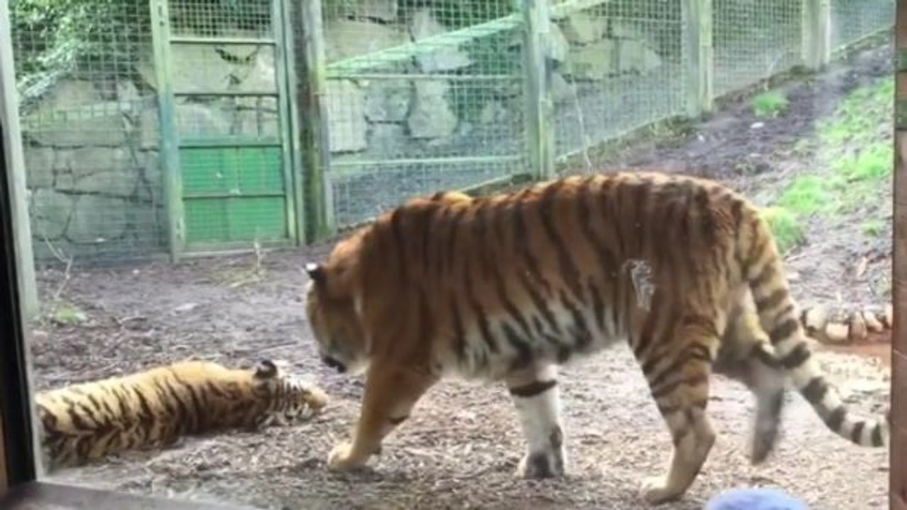 Das passiert, wenn ein Tiger während seines Nickerchens gestört wird