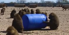 Un groupe de babouins concocte un plan d'évasion pour filer hors d'un laboratoire