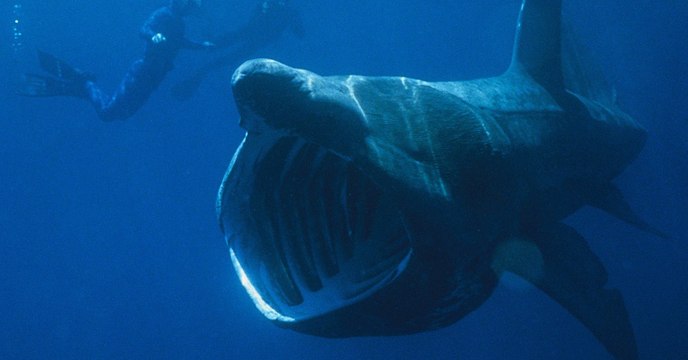 Dans l’Atlantique Nord, des centaines de requins-pèlerins forment de mystérieux regroupements