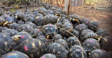 Près de 10 000 tortues rares et menacées découvertes dans une maison à Madagascar