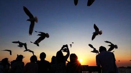 Environnement : les oiseaux disparaissent de la Terre