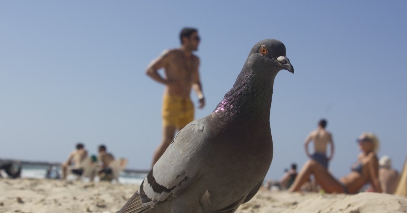 Les reptiles et les oiseaux auraient des neurones en commun avec les mammifères