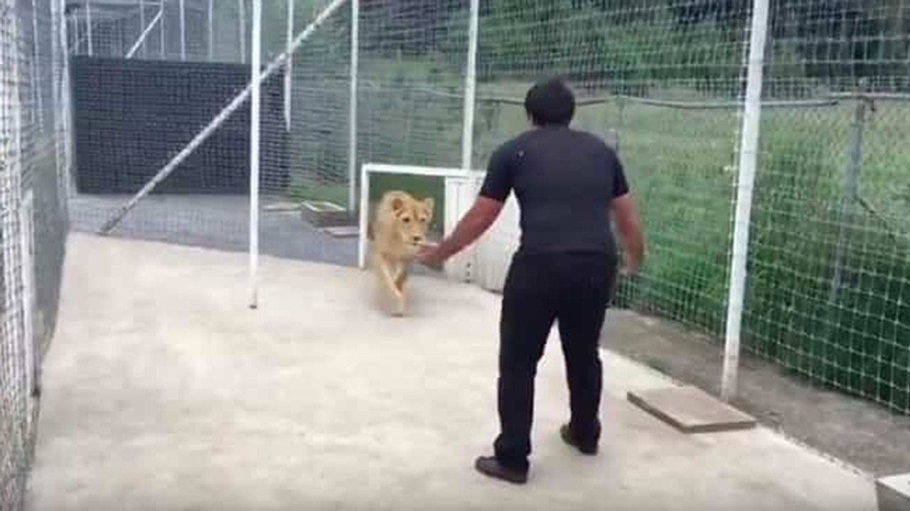 Mann rettet Löwin als Junges vor dem sicheren Tod: 2 Jahre später sieht sie ihn wieder und reagiert unglaublich!